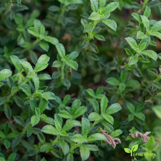 30 seeds of Summer Savory - SATUREJA HORTENSIS + Gift 5 seeds of Sunflower