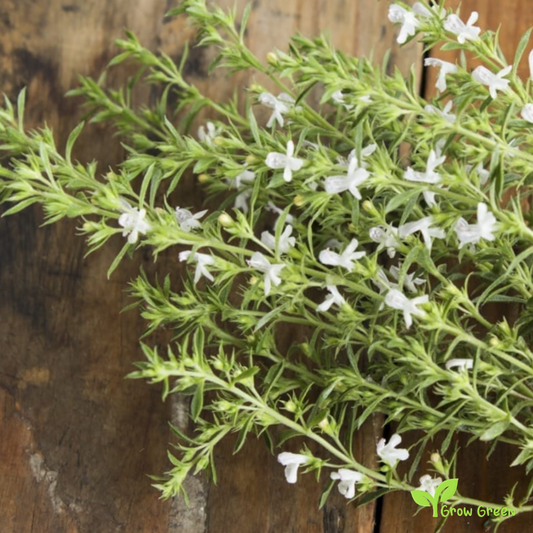 30 seeds of Summer Savory - SATUREJA HORTENSIS + Gift 5 seeds of Sunflower