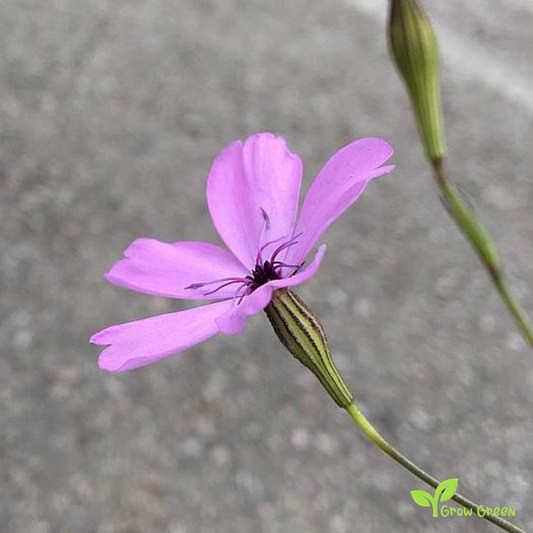 20 seeds of Rose Of Heaven - EUDIANTHE COELI ROSA - Silene + Gift 5 seeds of Sunflower