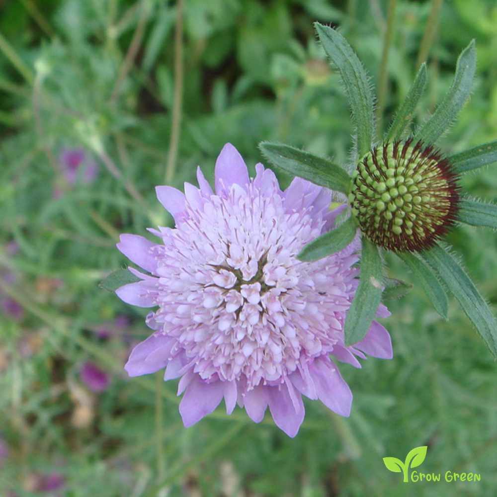 5 seeds of Mourningbride - SCABIOSA ATROPURPUREA - Mournful Widow + Gift 5 seeds of Sunflower
