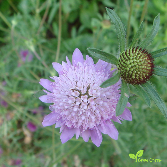 5 seeds of Mourningbride - SCABIOSA ATROPURPUREA - Mournful Widow + Gift 5 seeds of Sunflower