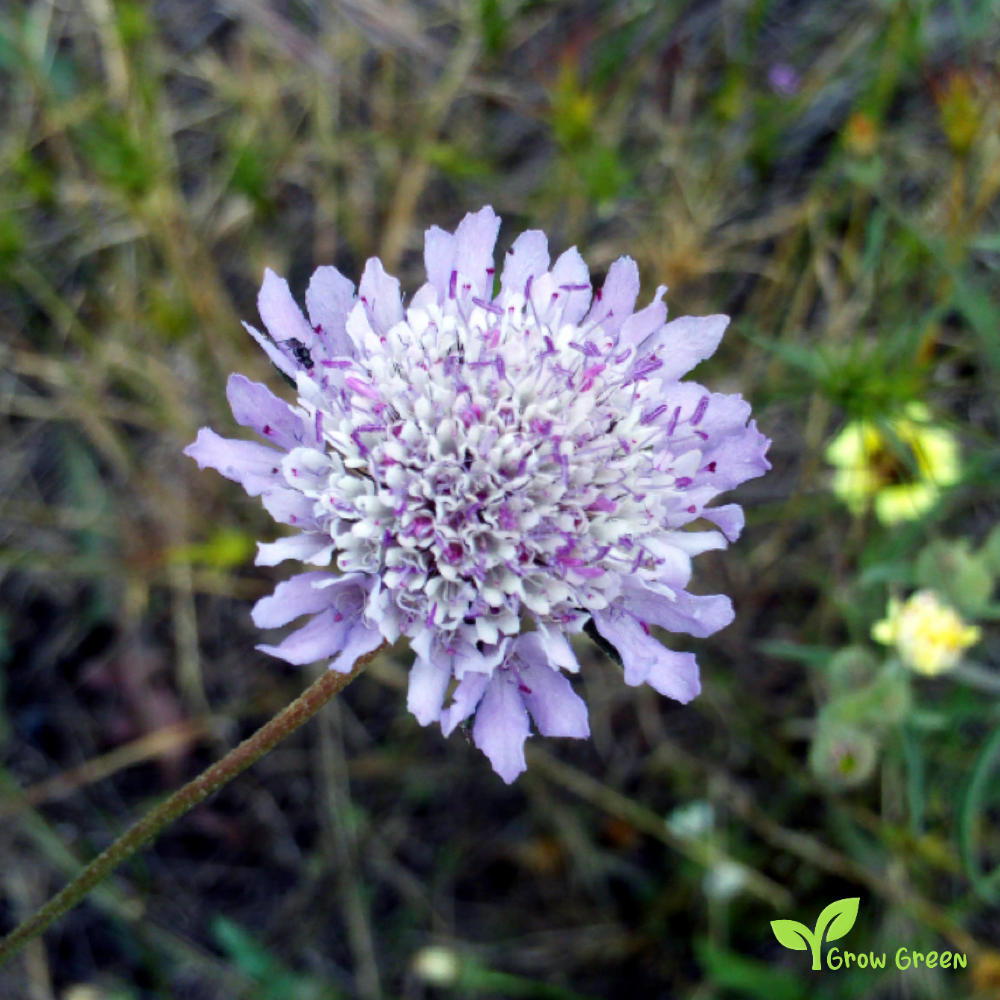 5 seeds of Mourningbride - SCABIOSA ATROPURPUREA - Mournful Widow + Gift 5 seeds of Sunflower