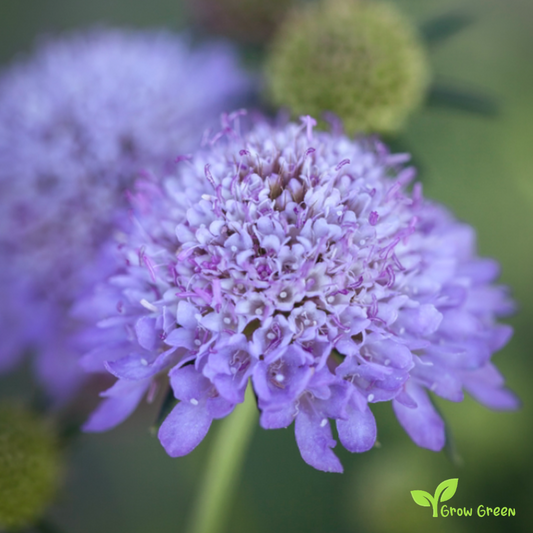 5 seeds of Mourningbride - SCABIOSA ATROPURPUREA - Mournful Widow + Gift 5 seeds of Sunflower