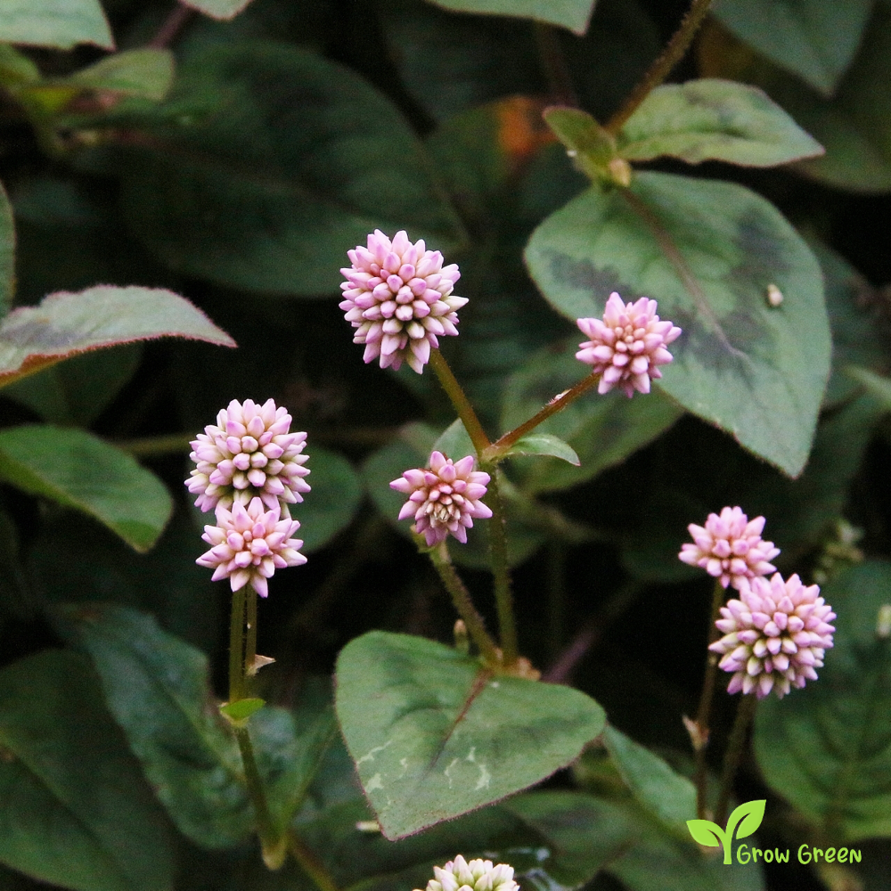 10 seeds of Pink Headed Persicaria - PERSICARIA CAPITATA POLYGONUM + Gift 5 seeds of Sunflower