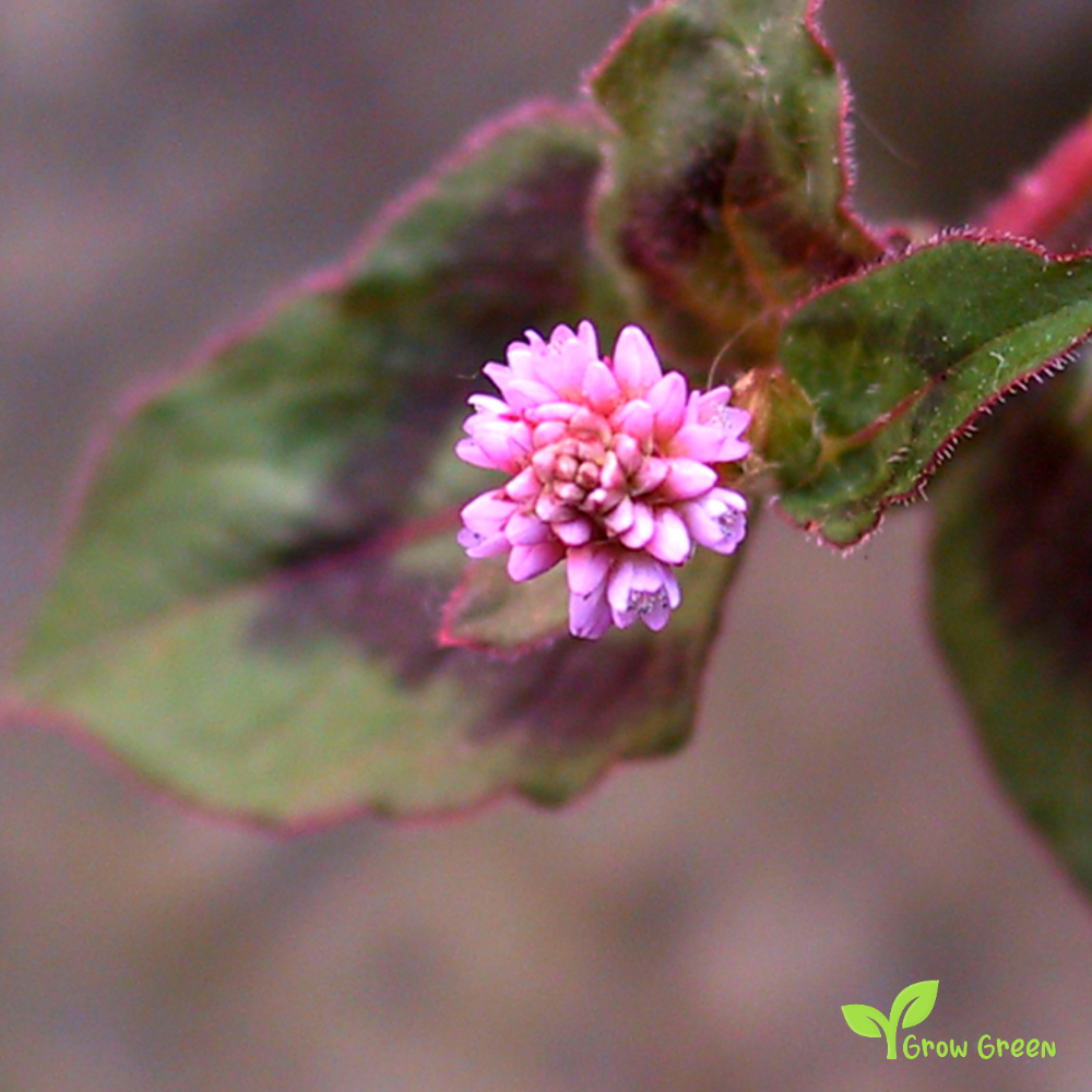 10 seeds of Pink Headed Persicaria - PERSICARIA CAPITATA POLYGONUM + Gift 5 seeds of Sunflower