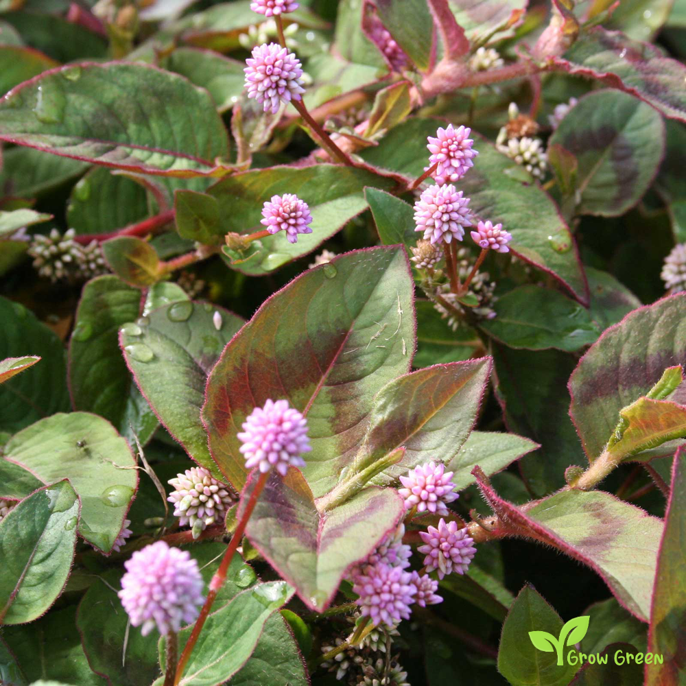 10 seeds of Pink Headed Persicaria - PERSICARIA CAPITATA POLYGONUM + Gift 5 seeds of Sunflower