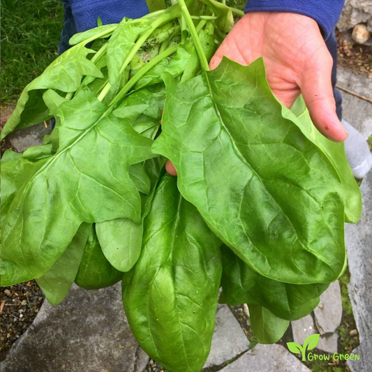 20 seeds of Giant Spinach - SPINACIA OLERACEA + Gift 5 seeds of Sunflower