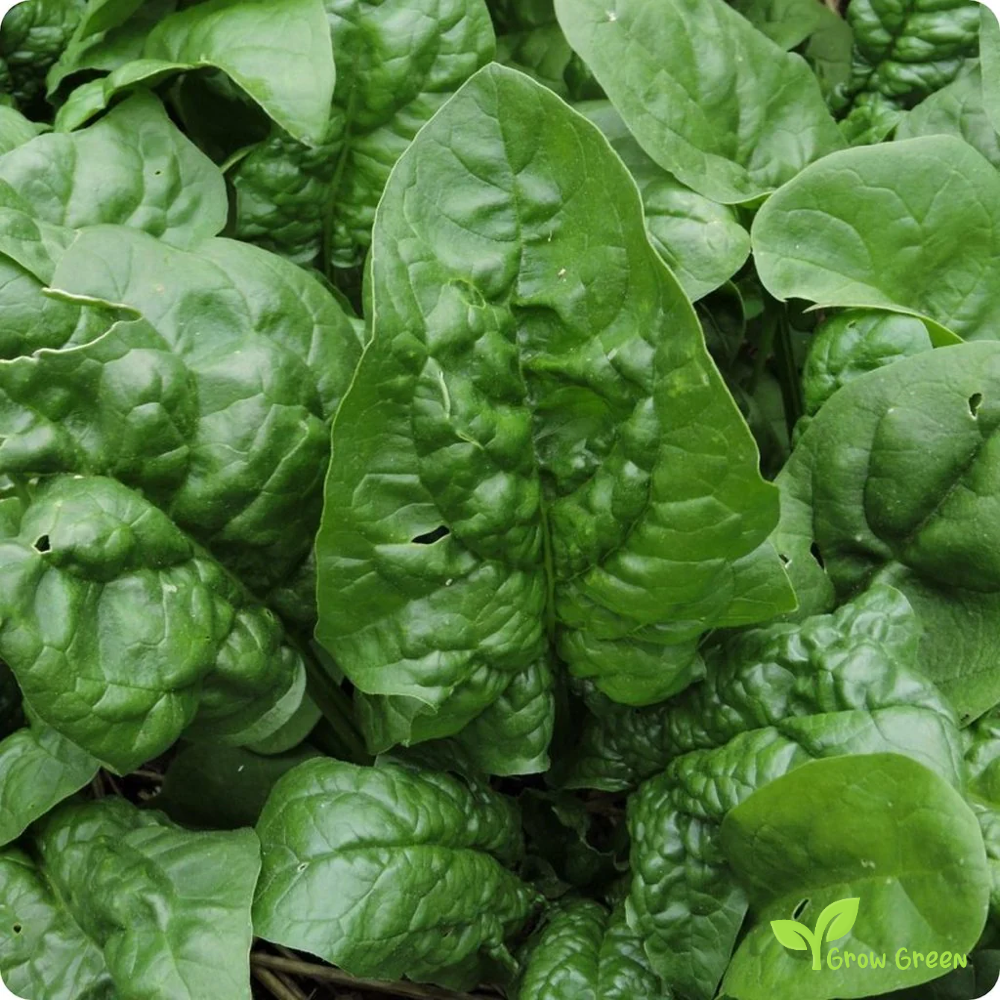 20 seeds of Giant Spinach - SPINACIA OLERACEA + Gift 5 seeds of Sunflower