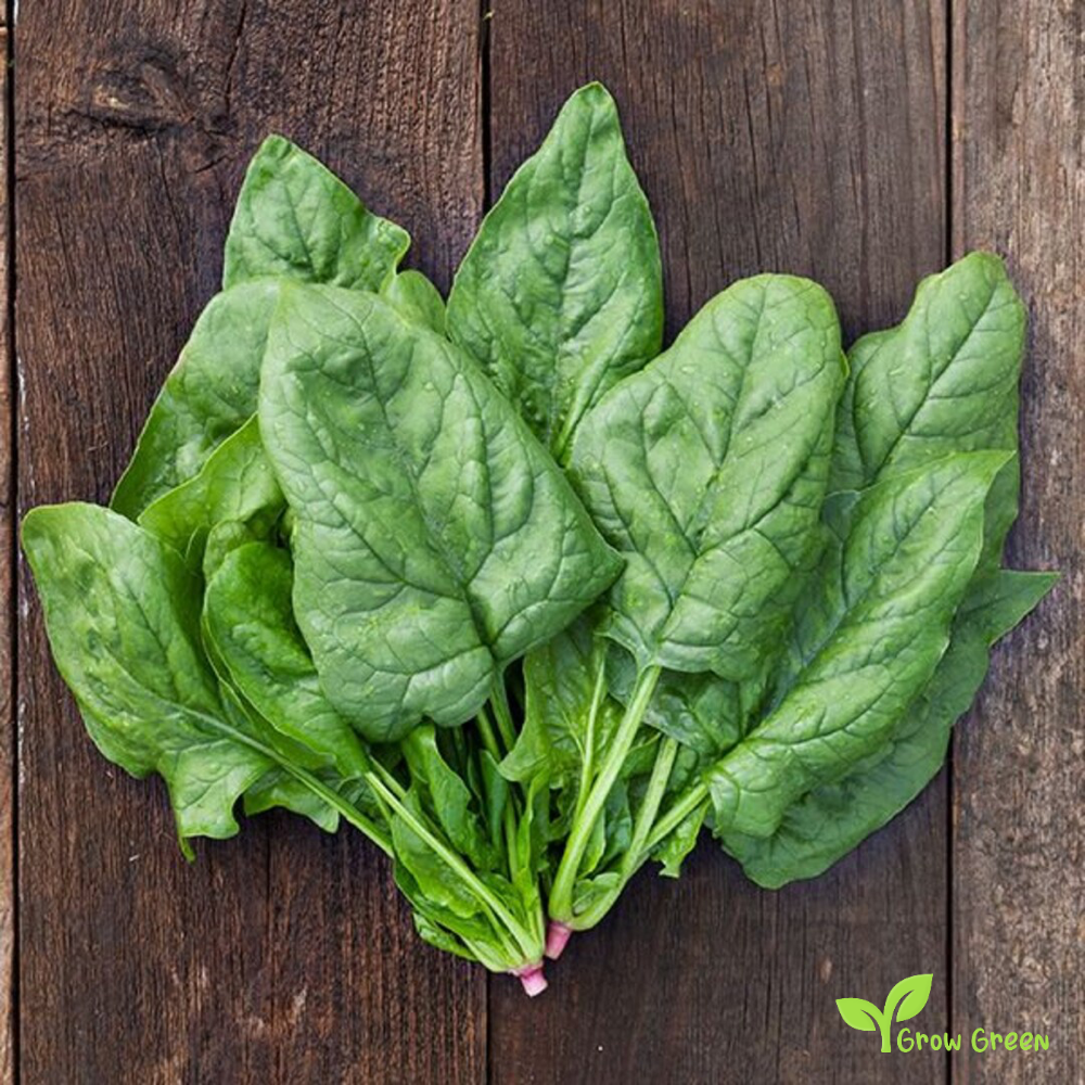 20 seeds of Giant Spinach - SPINACIA OLERACEA + Gift 5 seeds of Sunflower