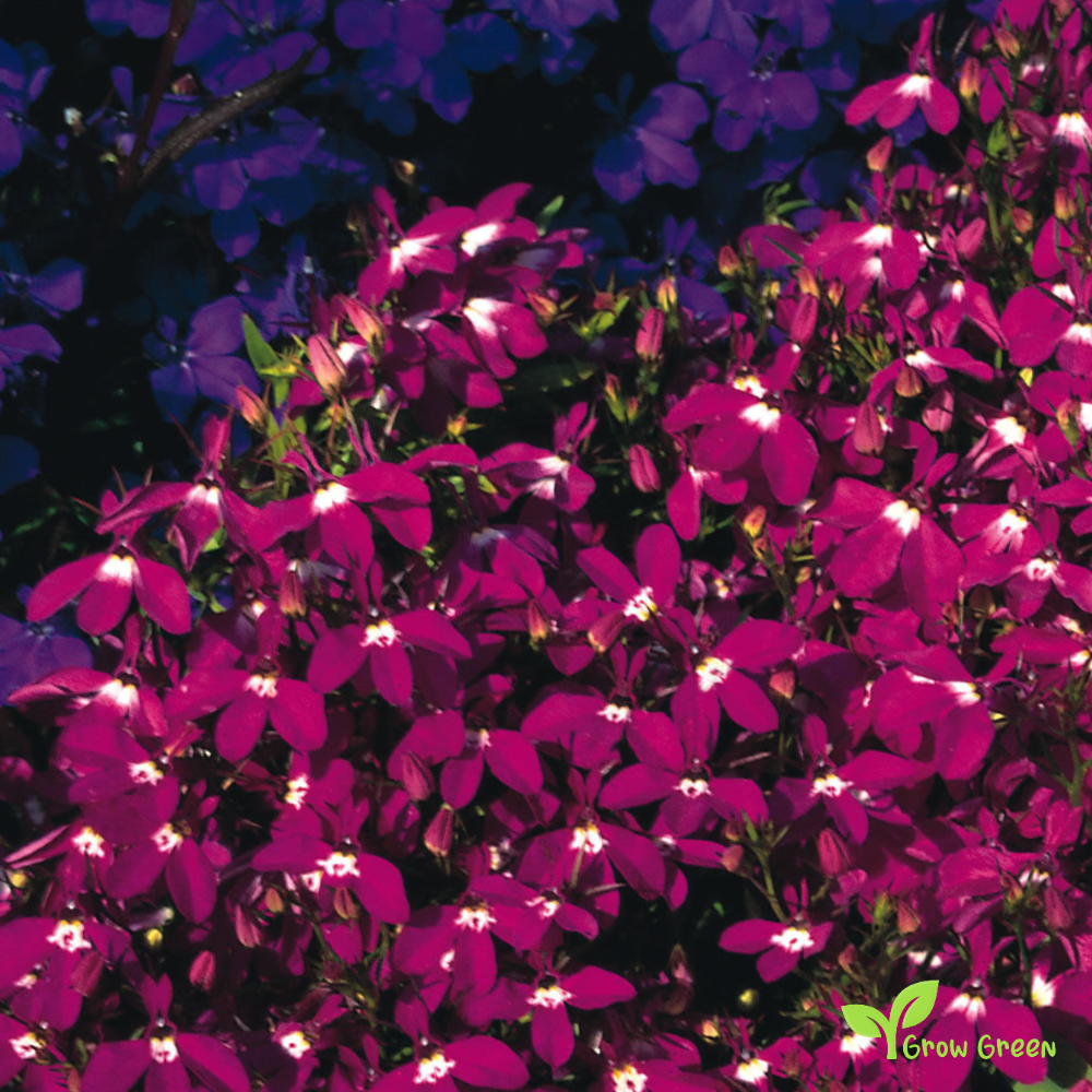 20 seeds of Lobelia Riviera Rose - LOBELIA + Gift 5 seeds of Sunflower