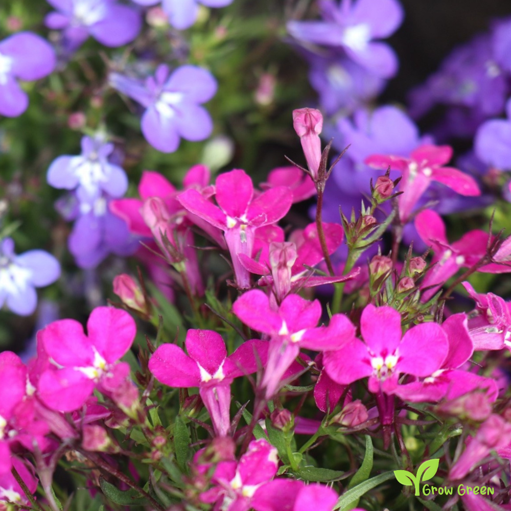 20 seeds of Lobelia Riviera Rose - LOBELIA + Gift 5 seeds of Sunflower