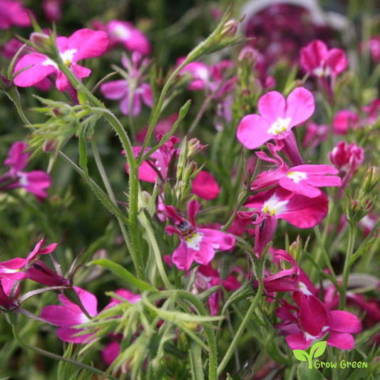 20 seeds of Lobelia Riviera Rose - LOBELIA + Gift 5 seeds of Sunflower