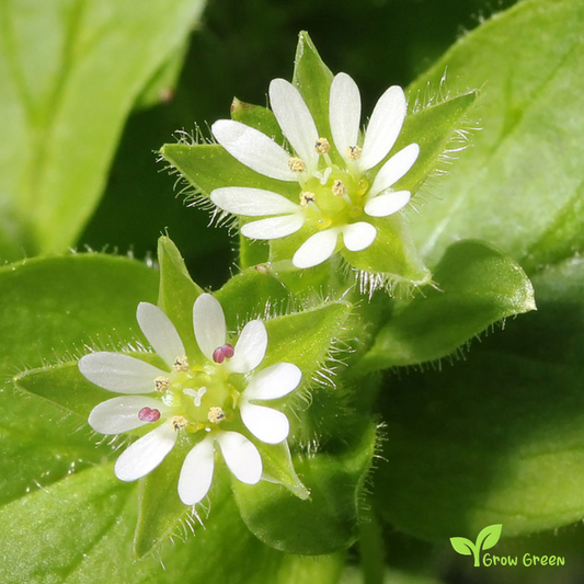 20 seeds of Chickweed - STELLARIA MEDIA + Gift 5 seeds of Sunflower