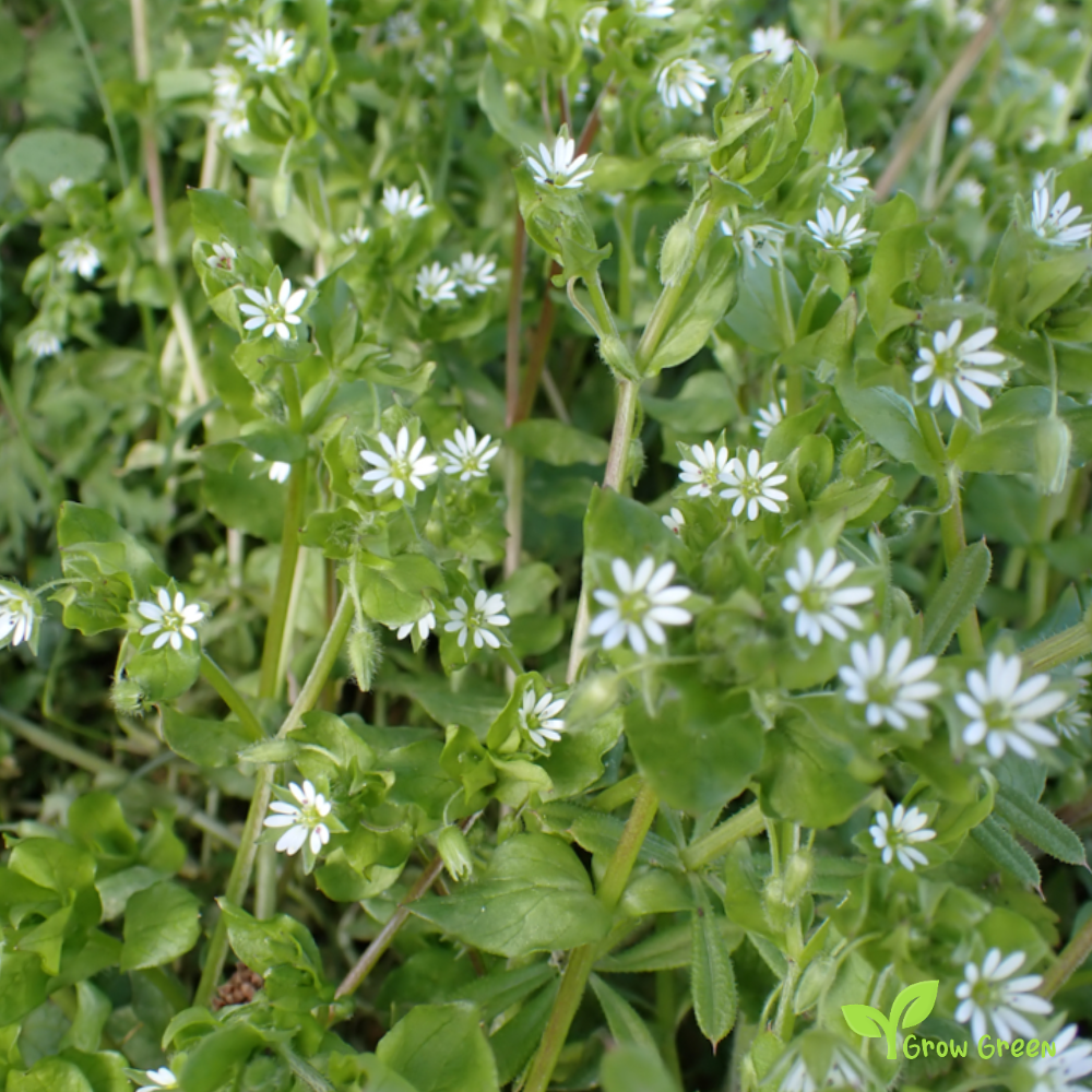 20 seeds of Chickweed - STELLARIA MEDIA + Gift 5 seeds of Sunflower