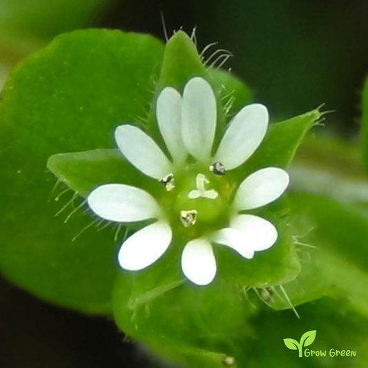 20 seeds of Chickweed - STELLARIA MEDIA + Gift 5 seeds of Sunflower