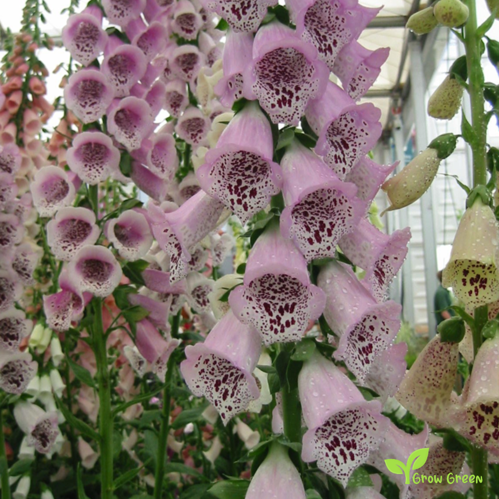 20 seeds of Common Foxglove - DIGITALIS EXCELSIOR HYBRID + Gift 5 seeds of Sunflower