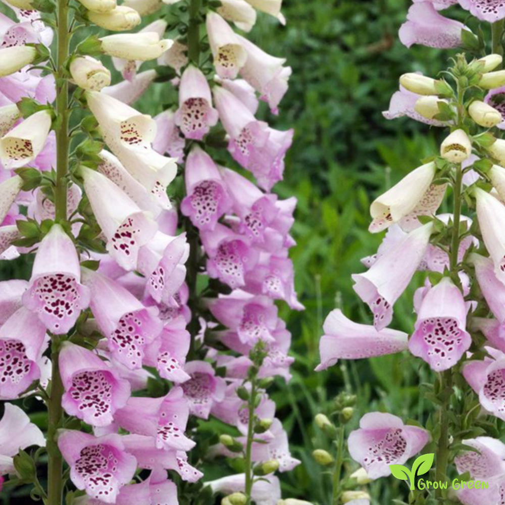 20 seeds of Common Foxglove - DIGITALIS EXCELSIOR HYBRID + Gift 5 seeds of Sunflower
