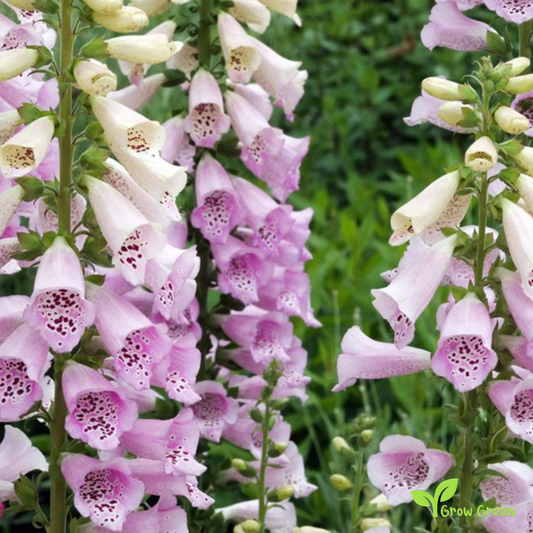 20 seeds of Common Foxglove - DIGITALIS EXCELSIOR HYBRID + Gift 5 seeds of Sunflower