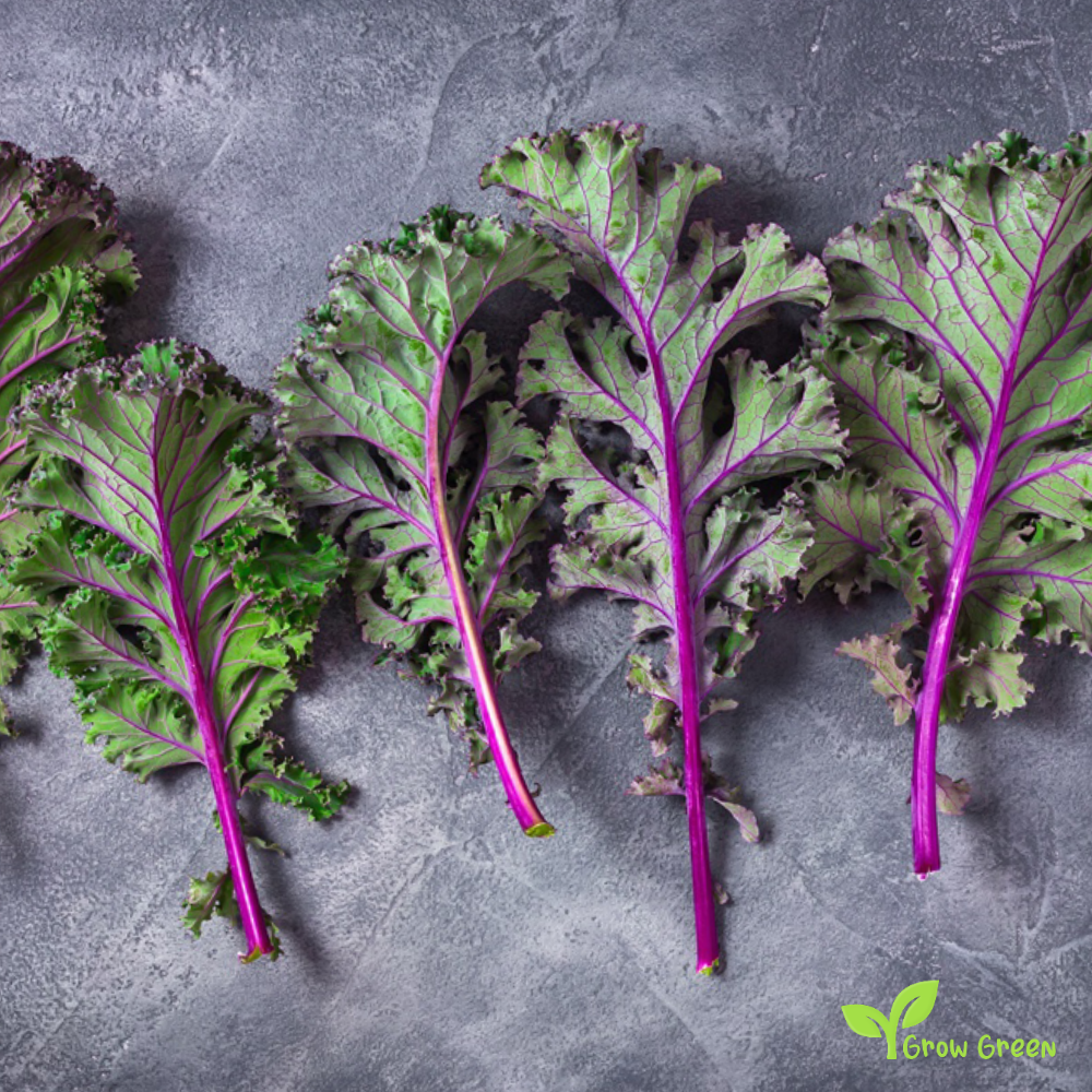 30 seeds of Red Russian seeds - BRASSICA OLERACEA - Kale Cabbage + Gift 5 seeds of Sunflower