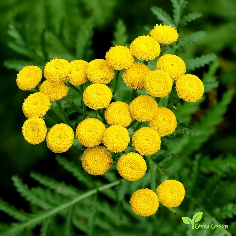 20 seeds of Chrysanthemum Golden Ball - TANACETUM  PARTHENIUM + Gift 5 seeds of Sunflower