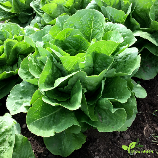 30 seeds of Lettuce Parris Island Cos - LACTUCA SATIVA - Salad + Gift 5 seeds of Sunflower