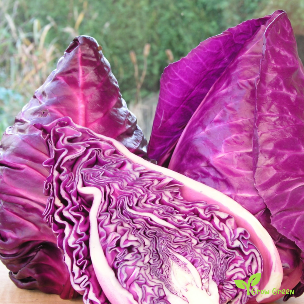 40 seeds of Kalibos Cabbage Red Pointed - BRASSICA OLERACEA + Gift 5 seeds of Sunflower