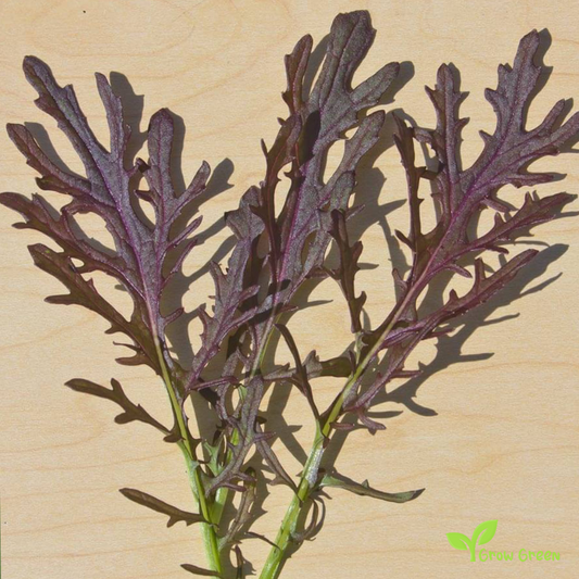 30 seeds of Red Mizuna Curly - BRASSICA RAPA - Namenia Mustard + Gift 5 seeds of Sunflower