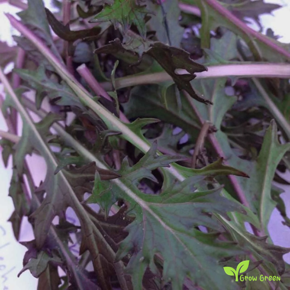 30 seeds of Red Mizuna Curly - BRASSICA RAPA - Namenia Mustard + Gift 5 seeds of Sunflower