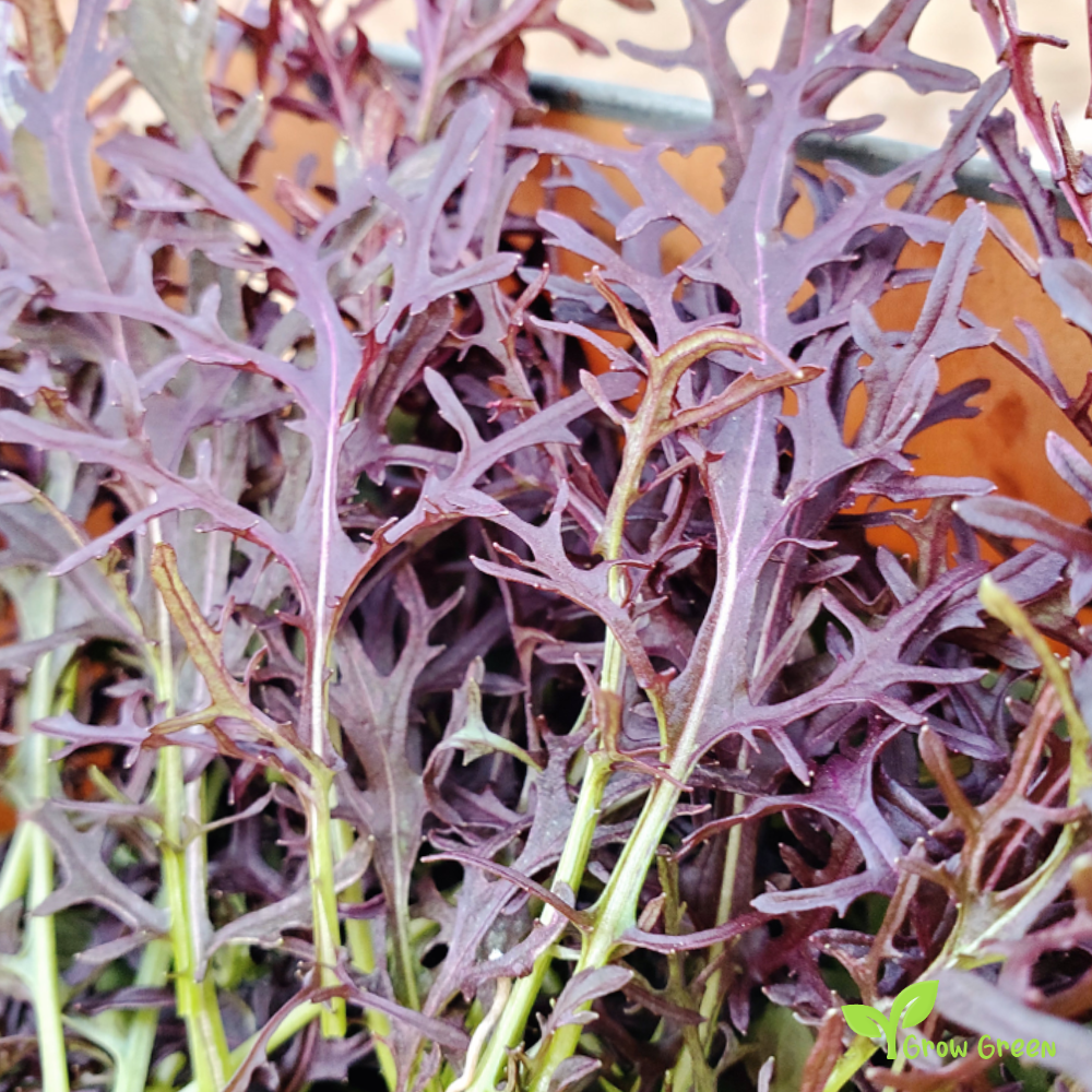 30 seeds of Red Mizuna Curly - BRASSICA RAPA - Namenia Mustard + Gift 5 seeds of Sunflower