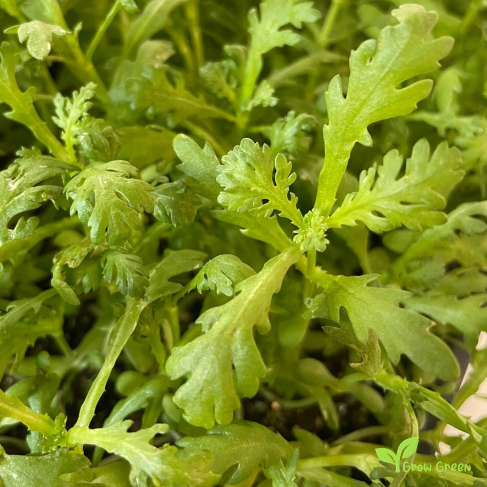 30 seeds of Chopsuey Greens Shungiku - CHRYSANTHEMUM + Gift 5 seeds of Sunflower