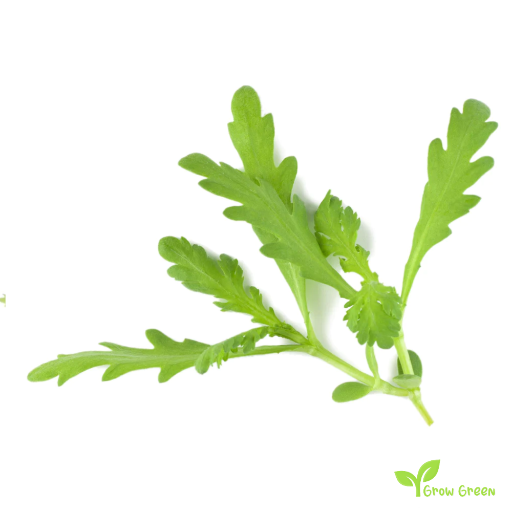 30 seeds of Chopsuey Greens Shungiku - CHRYSANTHEMUM + Gift 5 seeds of Sunflower