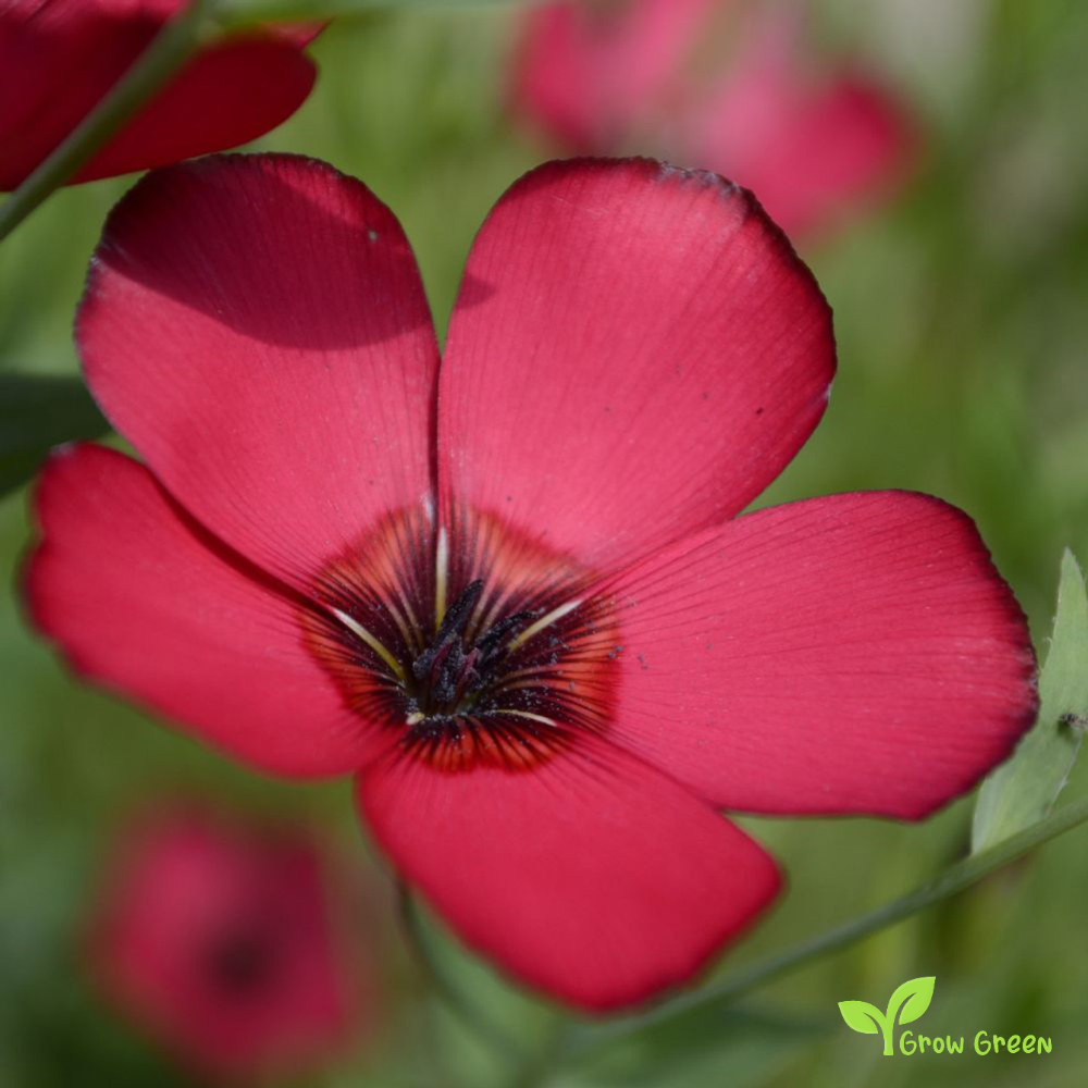 30 seeds of Linum Rubrum - LINUM GRANDIFLORUM + Gift 5 seeds of Sunflower