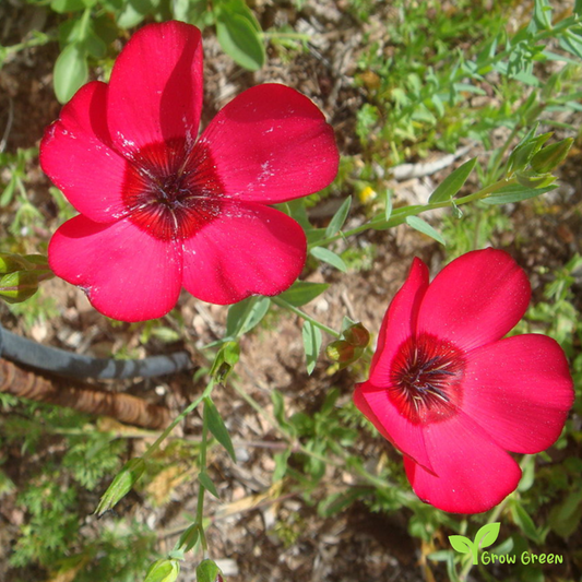 30 seeds of Linum Rubrum - LINUM GRANDIFLORUM + Gift 5 seeds of Sunflower