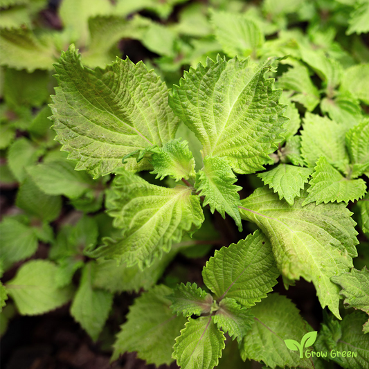 20 seeds of Green Shiso - PERILLA FRUTESCENS CRISPA + Gift 5 seeds of Sunflower