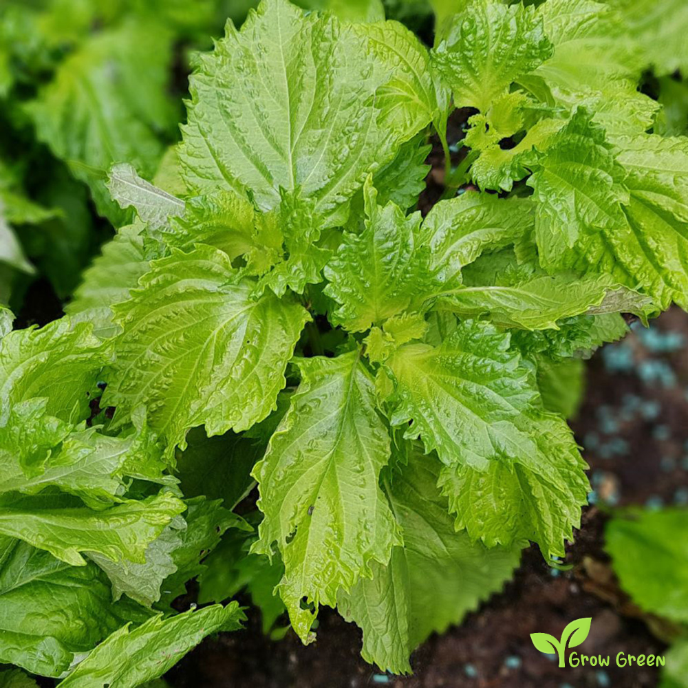 20 seeds of Green Shiso - PERILLA FRUTESCENS CRISPA + Gift 5 seeds of Sunflower