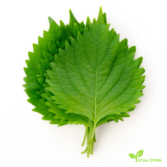 20 seeds of Green Shiso - PERILLA FRUTESCENS CRISPA + Gift 5 seeds of Sunflower