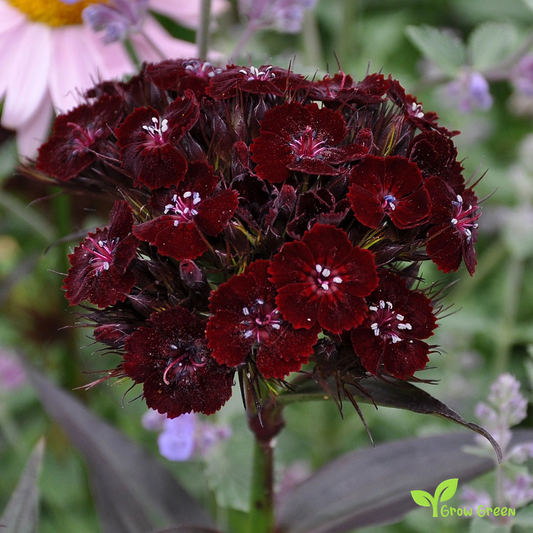 20 seeds of Sweet William Nigricans - DIANTHUS BARBATUS - Caryophyllus + Gift 5 seeds of Sunflower