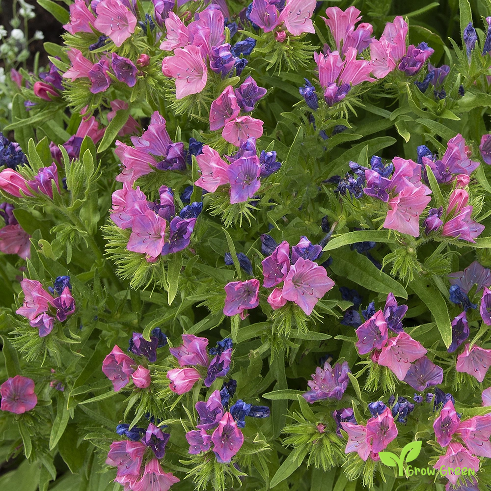 30 seeds of Echium Pink Bedder - ECHIUM VULGARE + Gift 5 seeds of Sunflower
