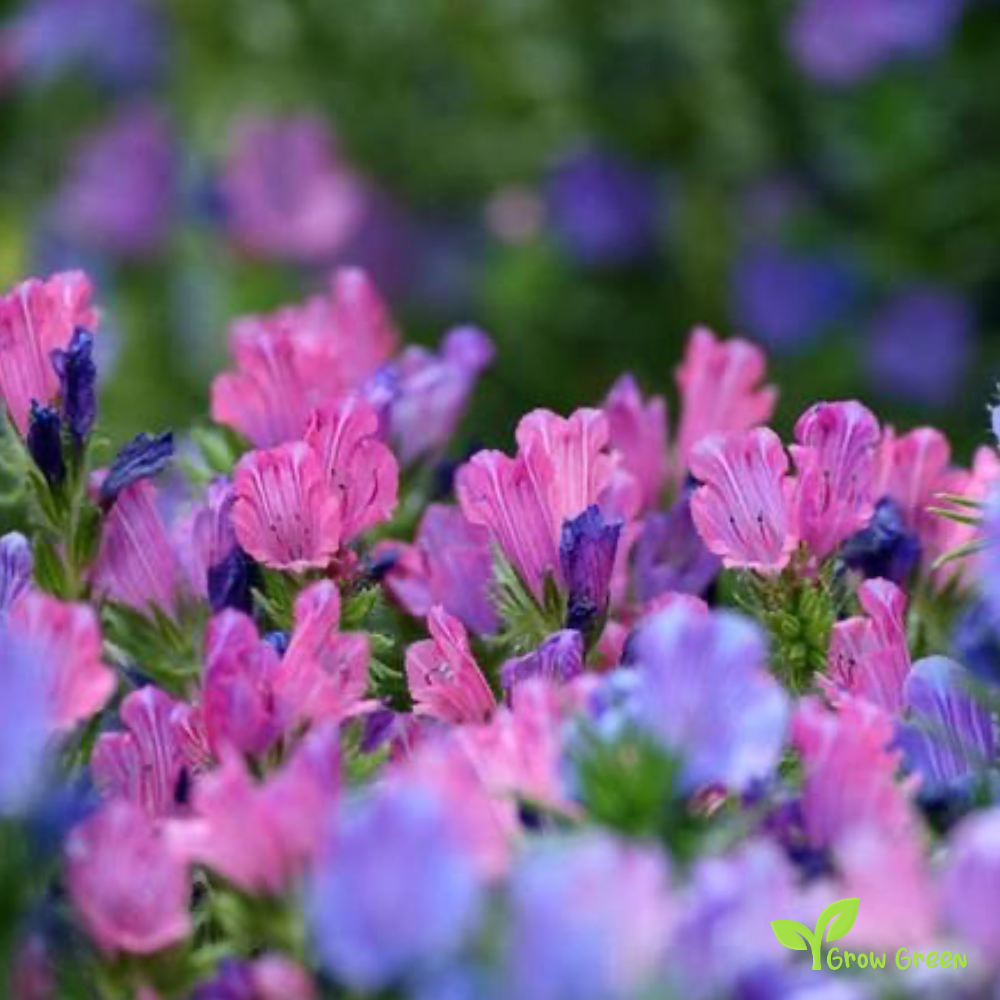 30 seeds of Echium Pink Bedder - ECHIUM VULGARE + Gift 5 seeds of Sunflower