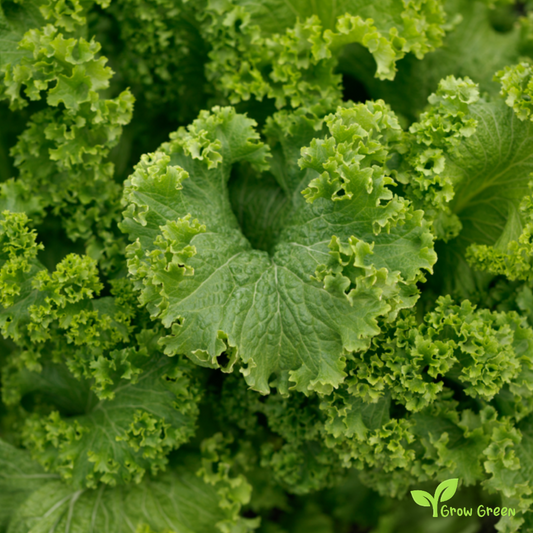 30 seeds of Mustard Southern Giant Curled - SINAPIS ALBA + Gift 5 seeds of Sunflower