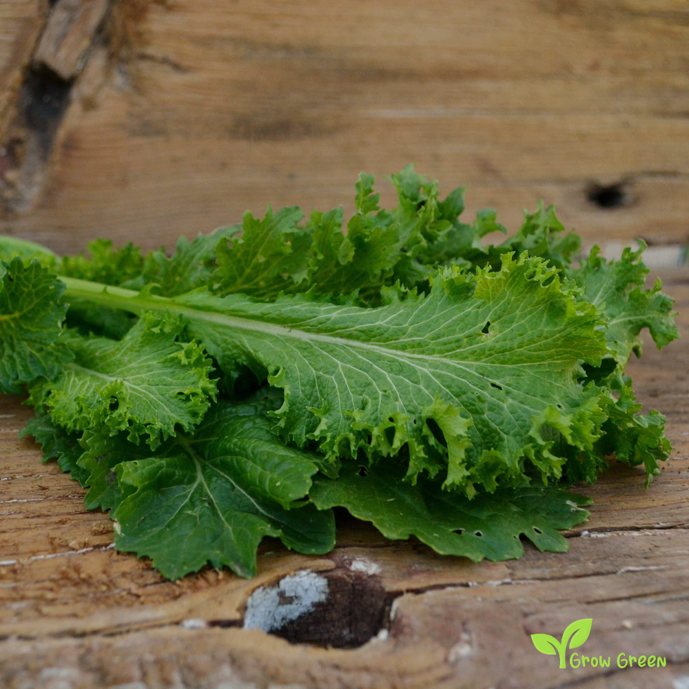 30 seeds of Mustard Southern Giant Curled - SINAPIS ALBA + Gift 5 seeds of Sunflower