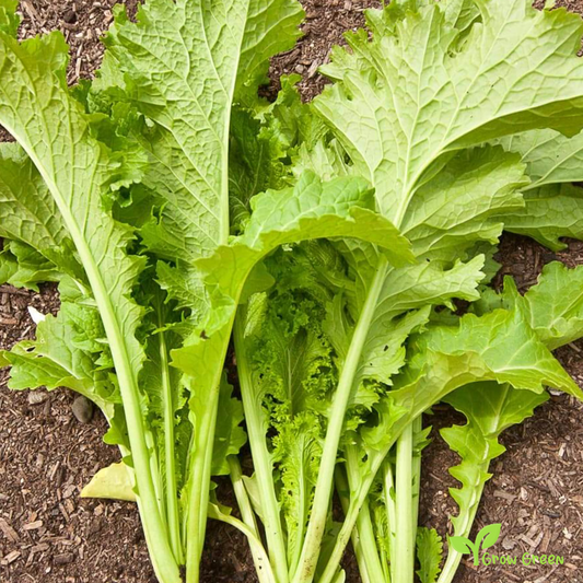 30 seeds of Mustard Southern Giant Curled - SINAPIS ALBA + Gift 5 seeds of Sunflower