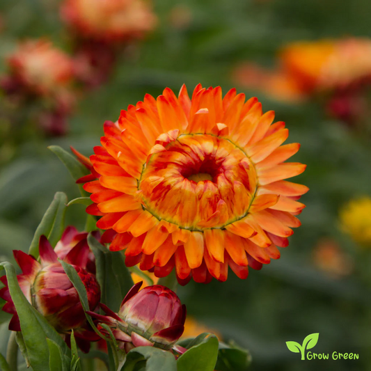 30 seeds of Red & Orange Strawflower - XEROCHRYSUM BRACTEATUM + Gift 5 seeds of Sunflower