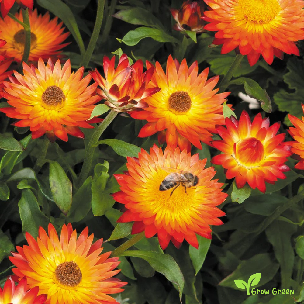 30 seeds of Red & Orange Strawflower - XEROCHRYSUM BRACTEATUM + Gift 5 seeds of Sunflower