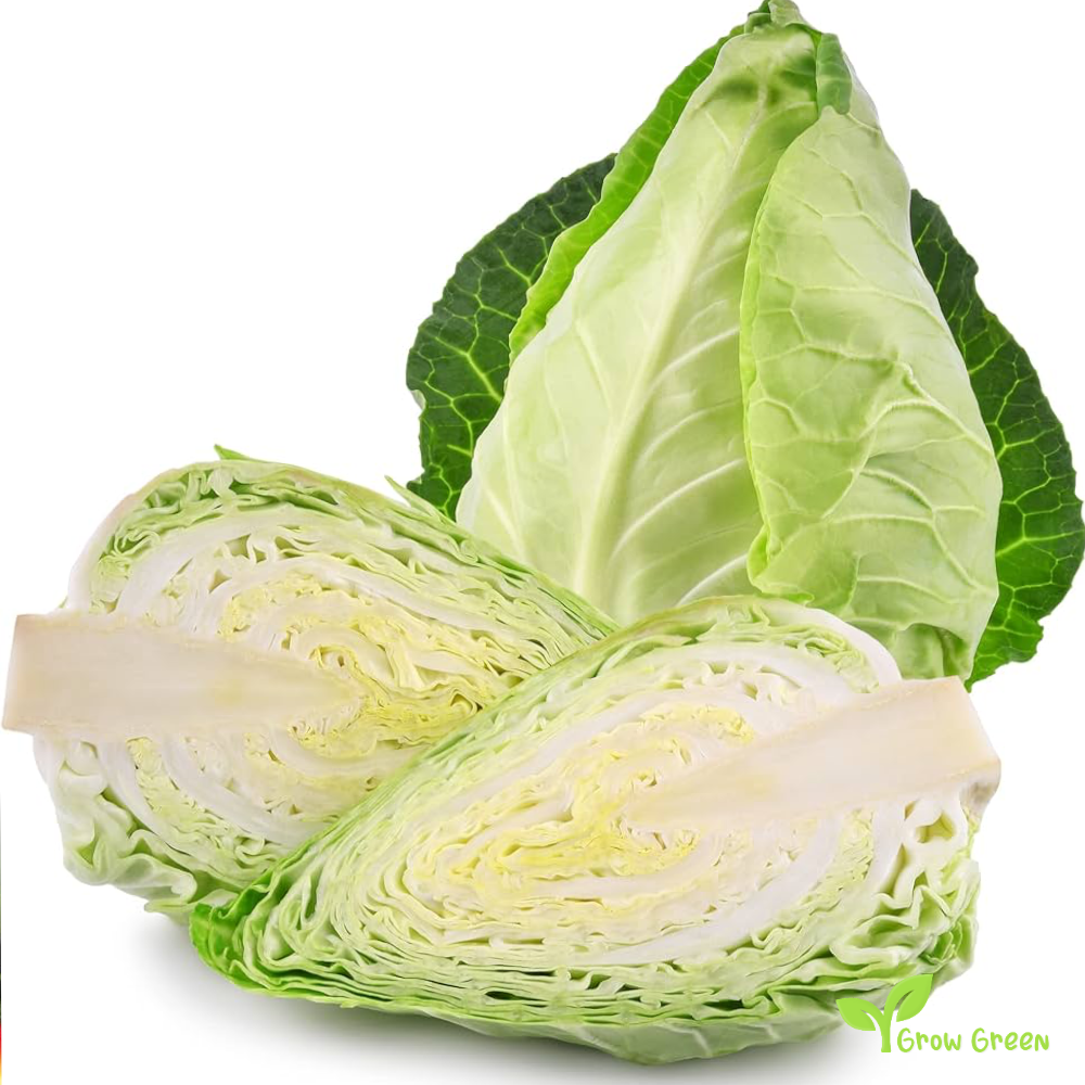 40 seeds of Durham Early Spring Cabbage - BRASSICA OLERACEA + Gift 5 seeds of Sunflower