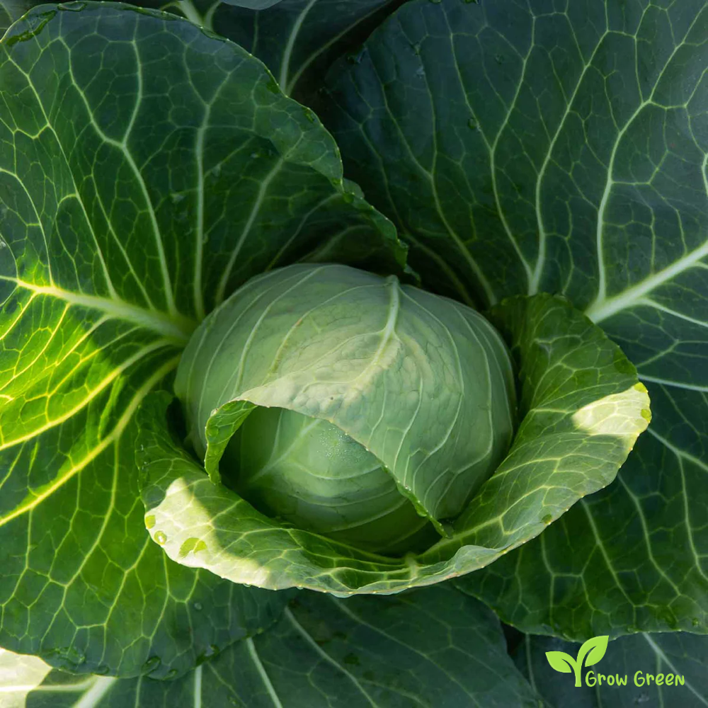 40 seeds of Durham Early Spring Cabbage - BRASSICA OLERACEA + Gift 5 seeds of Sunflower