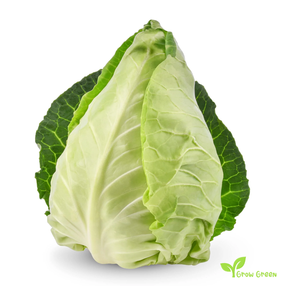 40 seeds of Durham Early Spring Cabbage - BRASSICA OLERACEA + Gift 5 seeds of Sunflower