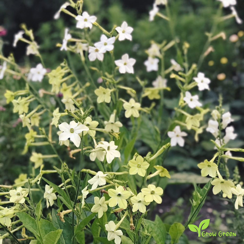 20 seeds of Tobacco Lime Green - NICOTIANA ALATA + Gift 5 seeds of Sunflower