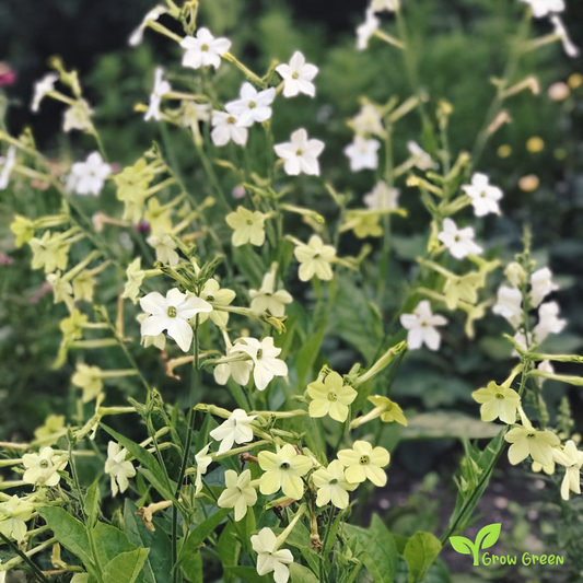 20 seeds of Tobacco Lime Green - NICOTIANA ALATA + Gift 5 seeds of Sunflower
