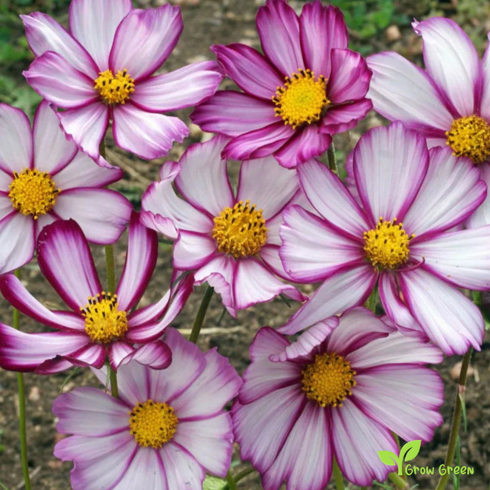 Cosmos Picotee (cosmos bipinnatus) | 10 seeds